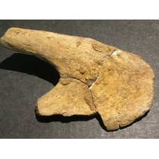 Kost dinosaura